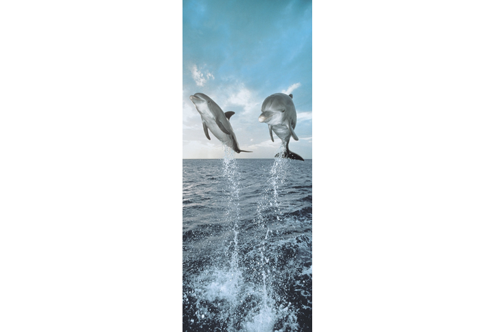 Фотообои «Dolphins» (Дельфины)