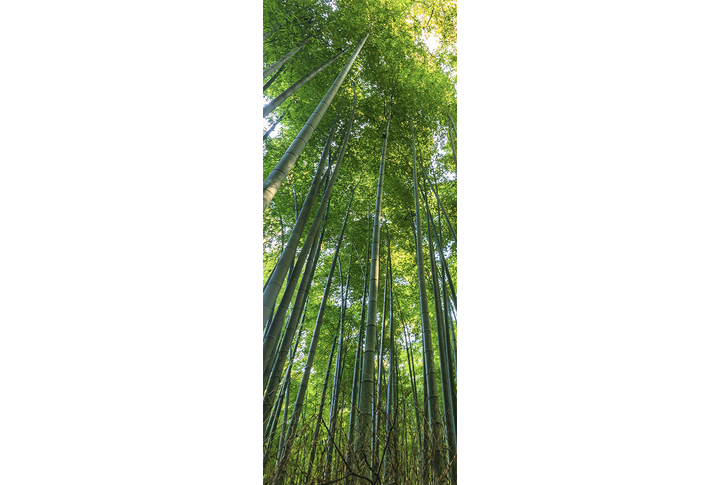 Фотообои «Бамбуковая роща»