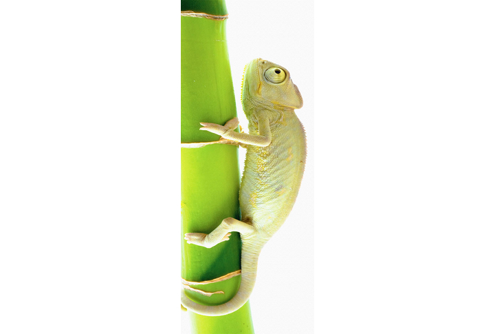 Фотообои «Хамелеон и бамбук»