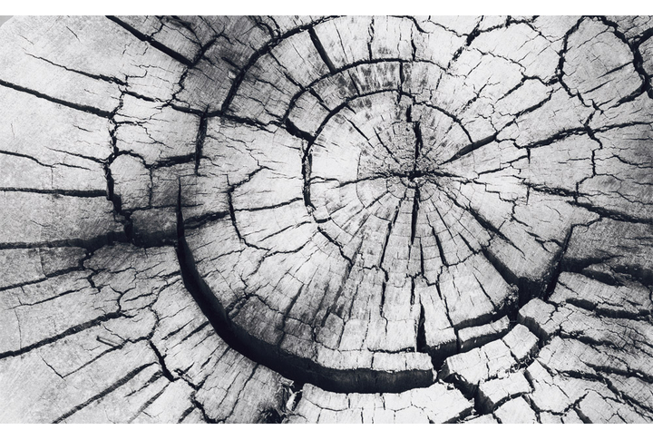 Фотообои «Спил дерева в черно-белых тонах»