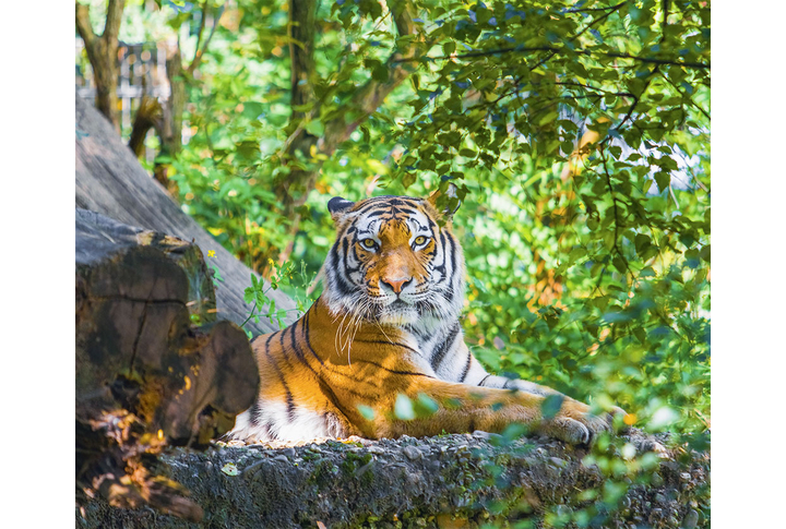 Фотообои «Тигр в тени деревьев»