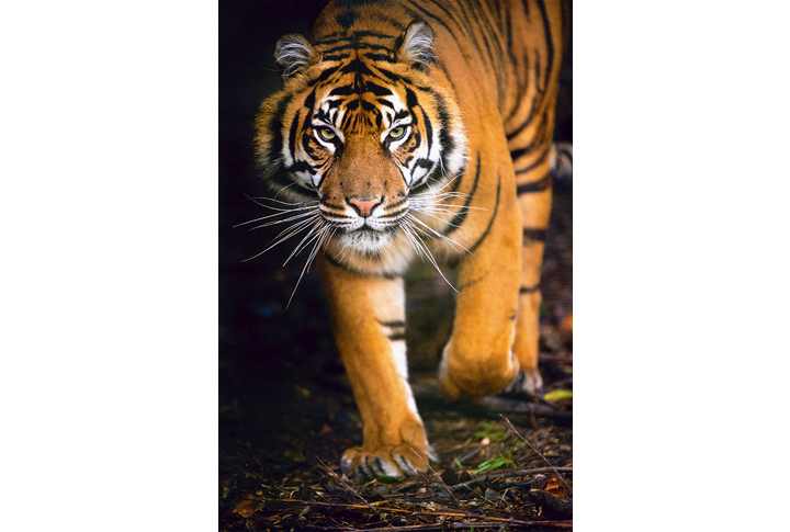 Фотообои «Суматранский тигр»