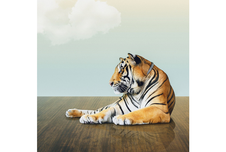 Фотообои «Тигр на полу, на фоне неба»