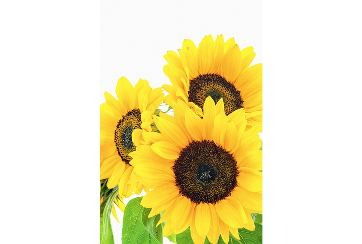 Фотообои «Три подсолнуха»