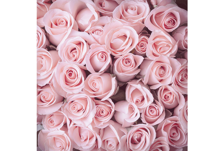 Фотообои «Розы в нежно-розовых тонах»