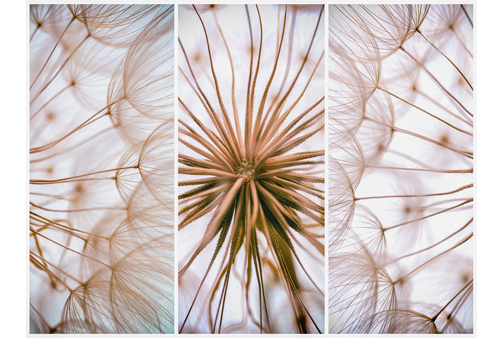 Фотообои «Одуванчик-триптих»