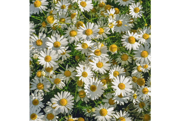 Фотообои «Ромашки среди травы»