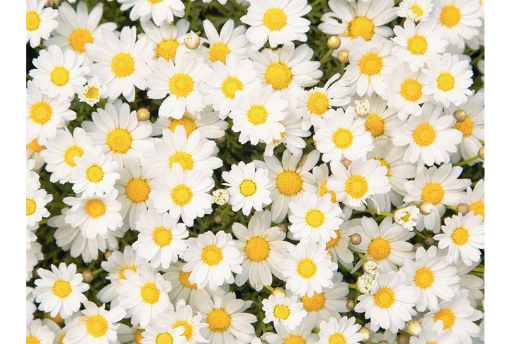 Фотообои «Ромашковое поле»