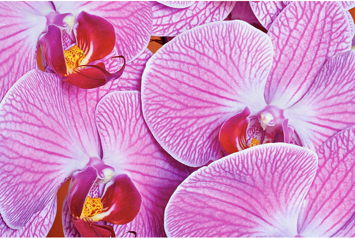 Фотообои «Орхидеи розового цвета»