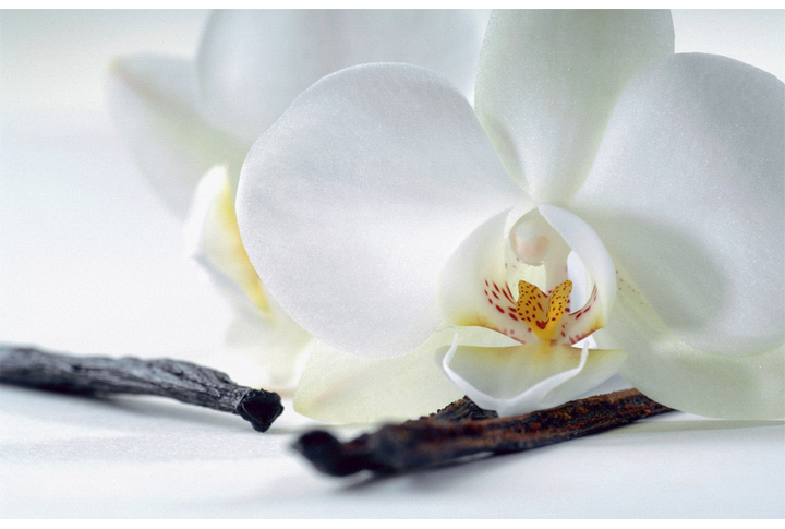 Фотообои «Белая орхидея крупным планом»