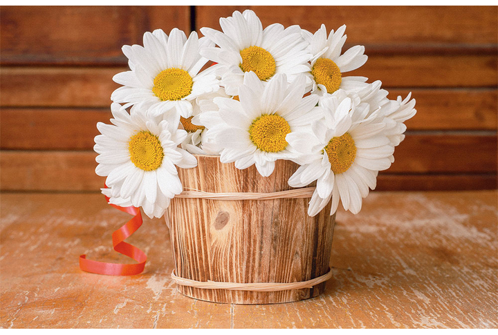 Фотообои «Полевые ромашки»