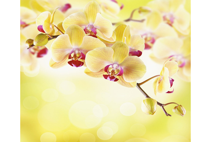 Фотообои «Ветки орхидеи в желтых оттенках»