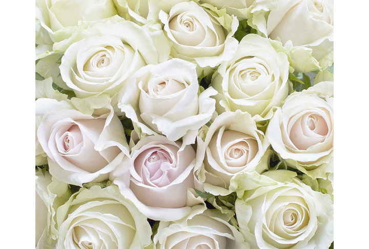 Фотообои «Цветы розы в белых и розоватых тонах»