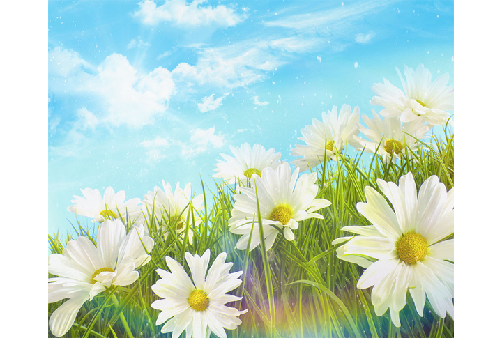 Фотообои «Полевые ромашки на лугу среди травы»