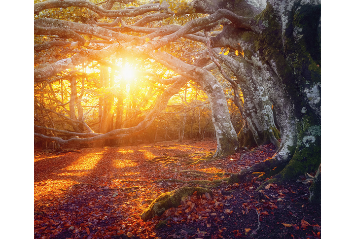 Фотообои «Реликтовый осенний лес на закате»