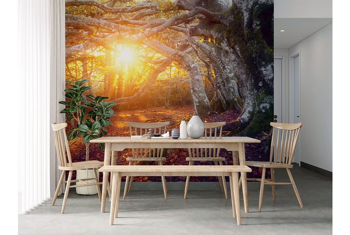 Фотообои «Реликтовый осенний лес на закате» в интерьере