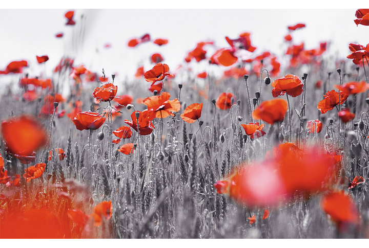 Фотообои «Красные маки в черно-белых тонах»
