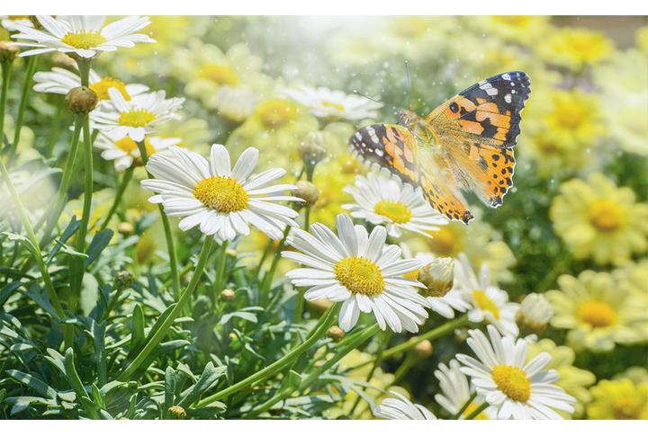 Фотообои «Ромашки и бабочка в саду»