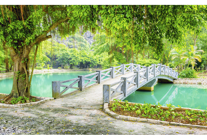 Фотообои «Дерево в парке над мостиком»