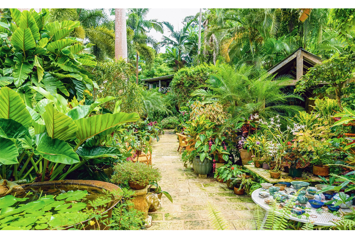 Фотообои «Тропический сад»