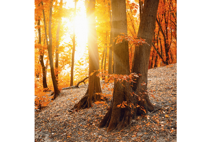 Фотообои «Осенний лес в солнечном свете»