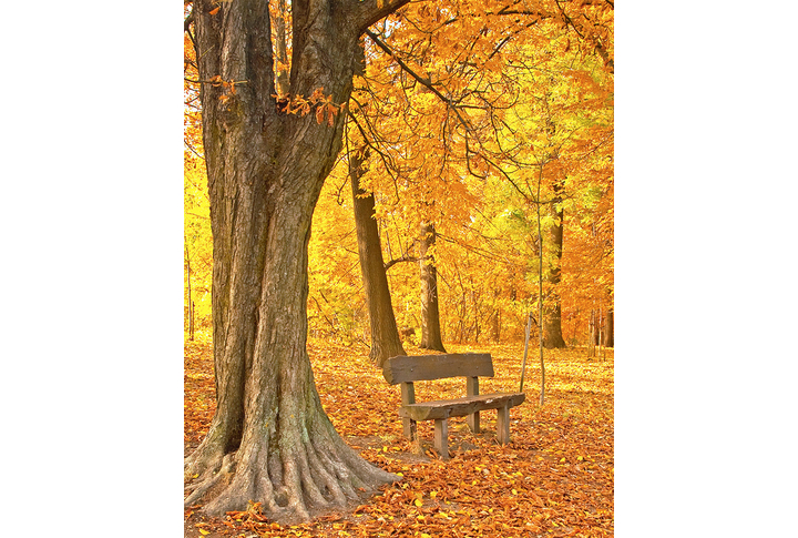 Фотообои «Парк в осеннем лесу»