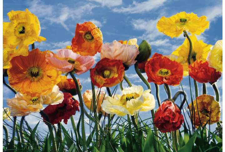 Фотообои «Poppy» (Разноцветные Маки)