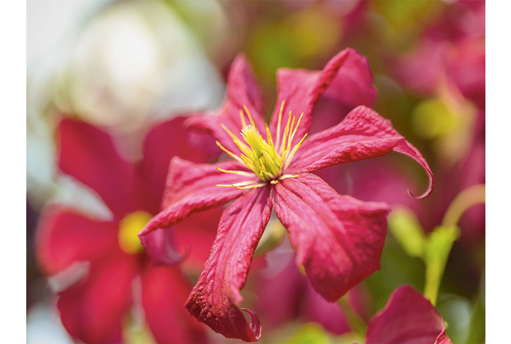 Фотообои «Крупный цветок клематиса в саду»