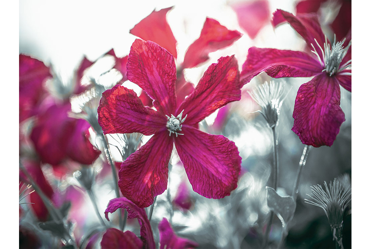 Фотообои «Цветы клематиса в черно-белых тонах»