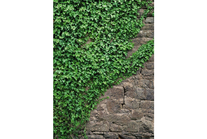 Фотообои «Ivy» (Плющ)