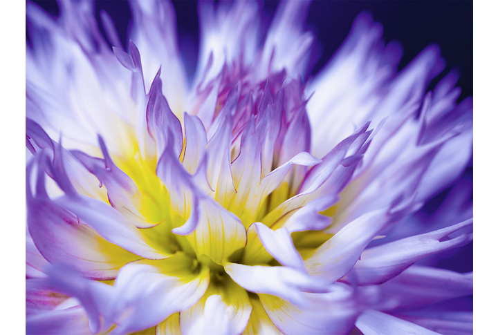 Фотообои «Цветы астры в фиолетовых тонах»