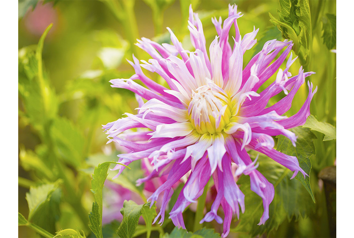 Фотообои «Пестрый георгин, большой цветок в зелени»
