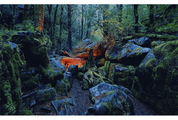 Фотообои «Mystic» (Мистический лес)