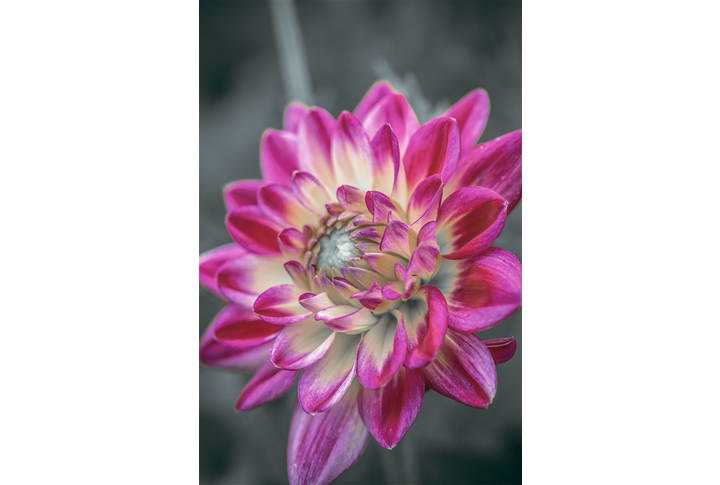 Фотообои «Распустивший лепестки цветок георгины»