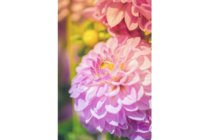 Фотообои «Красивая георгина»