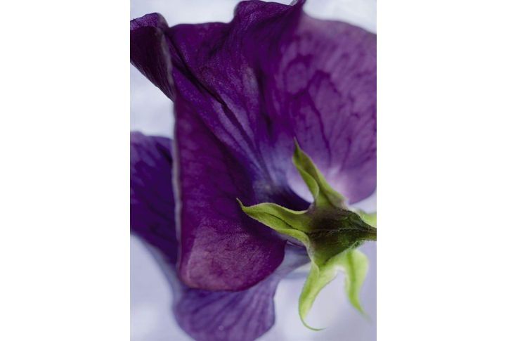 Фотообои «Viola» (Виола)