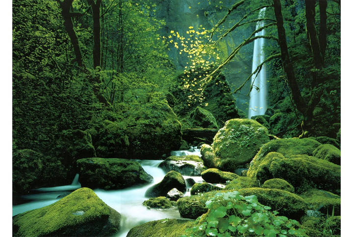 Фотообои «Black Forest» (Дремучий Лес)