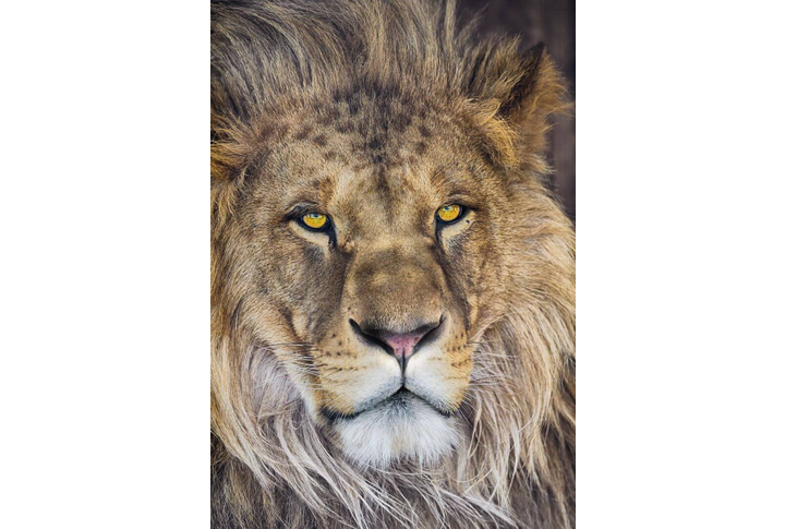 Фотообои «Lion» (Лев)