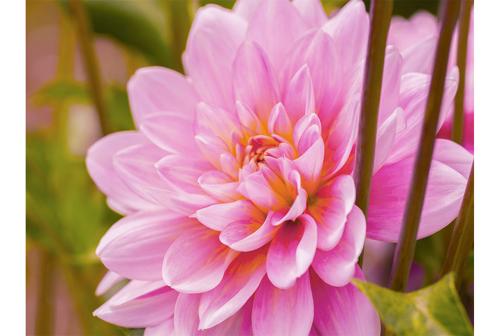 Фотообои «Цветок розовой астры»