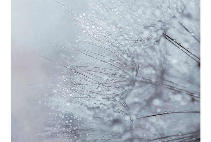 Фотообои «Черно-белый одуванчик в каплях росы»