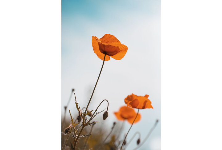 Фотообои «Красные маки»