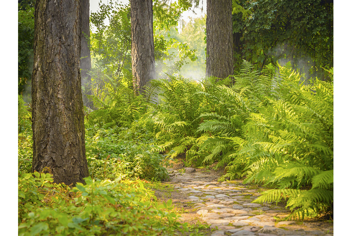 Фотообои «Тропинка в лесу через папоротник»