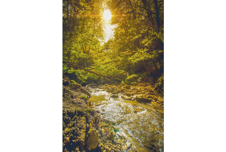 Фотообои «Солнечный осенний лес и река»