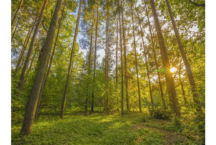 Фотообои «Солнечный сосновый лес»
