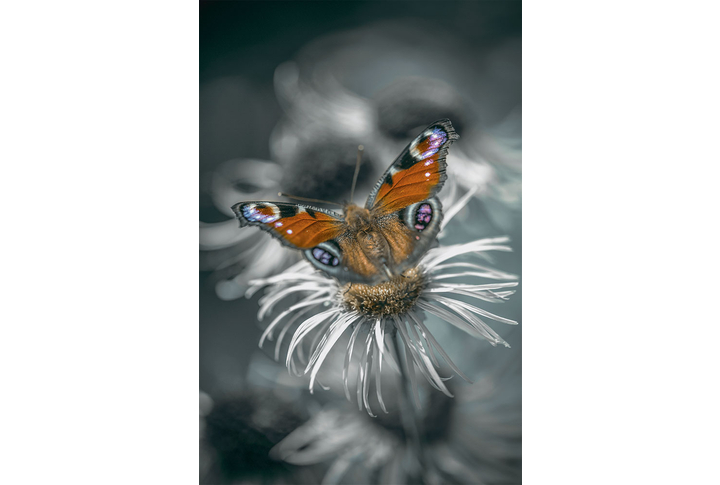 Фотообои «Роскошная бабочка на черно-белом цветке»