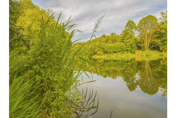 Фотообои «Зеленый берег озера в лесу»