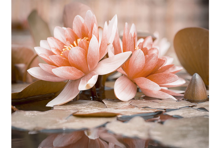 Фотообои «Огромные цветы лотоса»