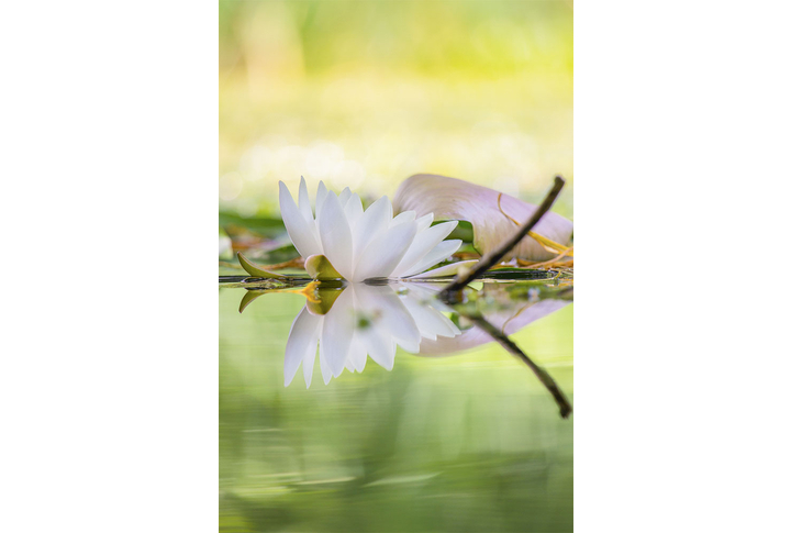 Фотообои «Белоснежный лотос на пруду»
