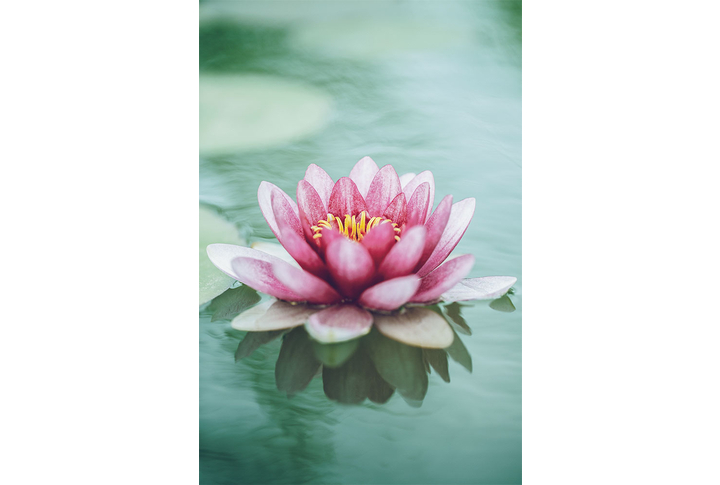 Фотообои «Кувшинка на водной глади»