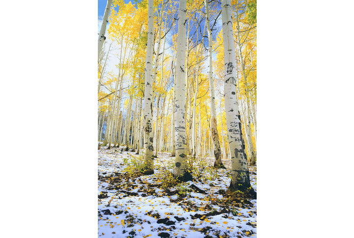 Фотообои «Осенние березки в первом снегу»